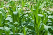地望1号玉米栽培技术要点，高抗穗腐病