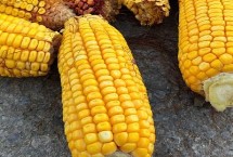 宇白单188玉米栽培技术要点，一般在3月底至4月播种