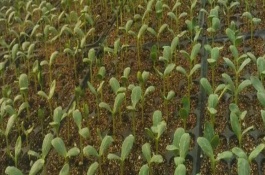 露天西瓜的育苗时间，一般为3月中、下旬