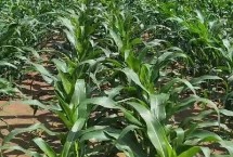 潞玉1922玉米栽培技术要点，注意防治丝黑穗和地下害虫