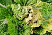 白菜生长周期，不同病虫害的防治方法不同