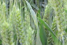 百农4199小麦栽培技术要点，适宜播期10月上中旬