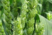 川麦1580小麦栽培技术要点，2018年中抗条锈病