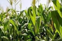 成玉1901玉米栽培技术要点，注意防治瘤黑粉病