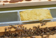 诱蜂箱放在什么地方好，可放在箱底、或放在箱体与副盖之间