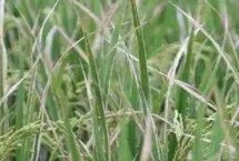 水稻白叶枯病症状，从无病区留种为佳