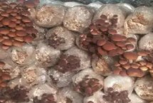 茶树菇什么时候收获，接种时要确保环境无菌