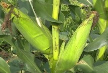 12月可以种玉米吗，需根据当地气温调整冬玉米播种时间