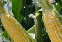 宁单19号玉米栽培技术要点，出苗至成熟134.8天