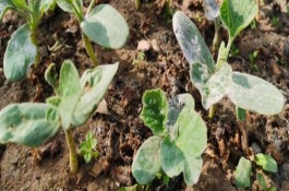 葫芦苗几月份种植，3-4月份种植为佳