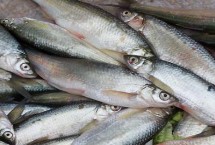 形态特征，属淡水鱼类