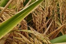 星两优华占水稻栽培技术要点，全生育期155.7天