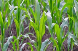 丰德存玉13玉米栽培技术要点，中抗大斑病