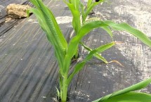 鑫禾567玉米栽培技术要点，平均生育期129天