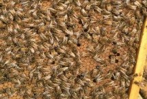 意蜂加巢的注意事项，加巢础的时间因群势及温度等不同而不同