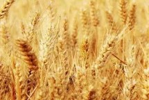 新选979小麦栽培技术要点，半冬性品种