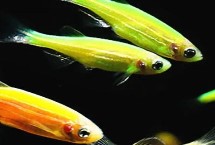 新手怎么养鱼才不会死，孔雀鱼和鹦鹉鱼均可选择