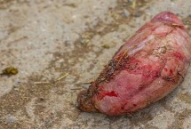 牛宝是什么部位，是牛的睾丸