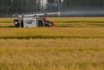 新疆的农业类型，新稻58号可在南疆和北疆推广种植