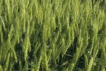 红麦品种，包括杨麦25、农麦88、宁麦22等种类