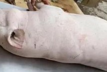 杀猪为什么给猪打气，可以在水里添加小苏打