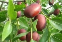 油枣的产地，产地为忻州保德