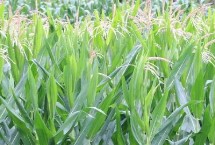 凤田501玉米栽培技术要点，中抗穗腐病