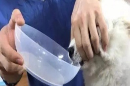 怎么样检查狗狗食道异物，可催吐或通过排便将异物排出