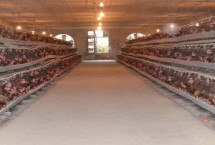 办养鸡场国家补贴多少，消毒不到位或者防疫不达标都会导致