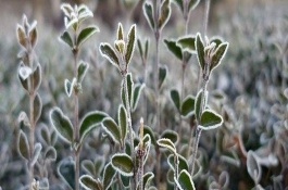 植物防冻剂怎么挑选，晚秋、初冬、春季倒春寒这几个时期最合适