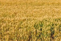 龙眼葡萄能酿酒吗，出酒率取决于酿酒原料和手艺