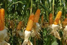 鑫育126玉米栽培技术要点，密度4500-5000株/亩