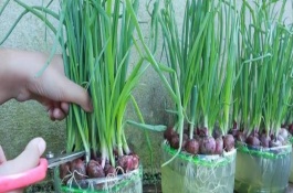 冬大葱管理技术，每隔3天要追施一次营养液