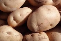 土豆有哪些病虫害，常见的有软腐病、干腐病、晚疫病等