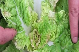 蔬菜缺钙的表现，不宜一次用肥过多