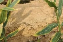 如何预防农作物肥害，包括脱水型肥害、熏伤型肥害、烧种型肥害等类型