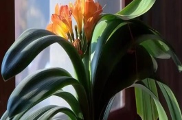 君子兰多久施肥一次，每隔2-3年翻盆换土一次