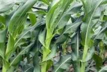 丰垦159玉米栽培技术要点，中抗茎腐病