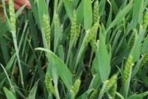 博农207小麦栽培技术要点，足墒播种
