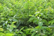 香玲核桃苗的价格，实际售价会受到规格、地区等条件的影响