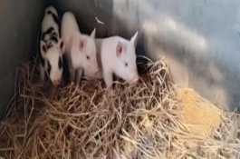 母猪热应激不吃东西如何处理，尽可能提供营养好的饲料