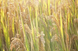 吉宏6水稻栽培技术要点,普通水稻品种