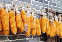 酒糯4106玉米栽培技术要点，4月中旬播种