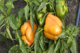 甜椒和青椒有什么区别，播种前需浸种催芽