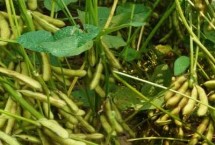 洛豆1号大豆栽培技术要点，以4月下旬至5月上旬播种为宜