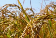 蓉7优粤农丝苗水稻栽培技术要点，每亩有效穗数15.4万穗