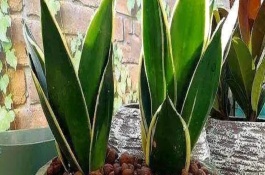 虎皮兰爆盆了怎么分盆，半月左右施加一次稀薄的有机肥液