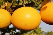 橙子的挑选方法，主要取决于个人口味