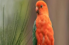 鹦鹉放生之后能不能存活，长时间暴晒容易患上皮肤病