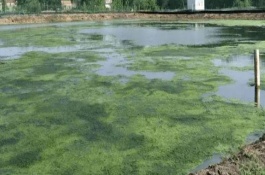 鱼池蓝藻怎么处理，可能是PH值和温度不适合等